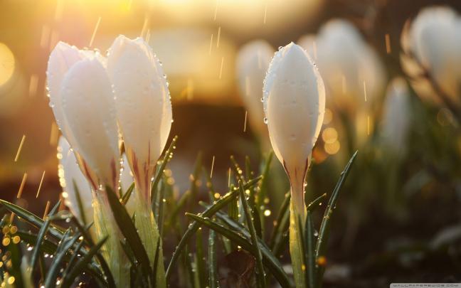 Spring Rain Wallpaper for Desktop (69+ images)
