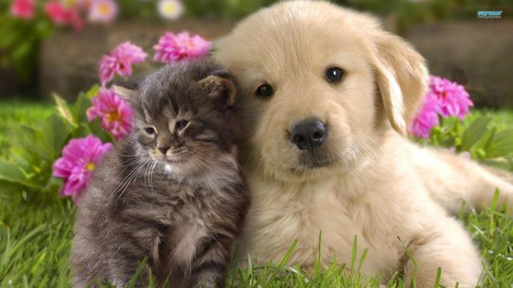 Spring Animals Desktop Wallpapers (64+ background pictures)