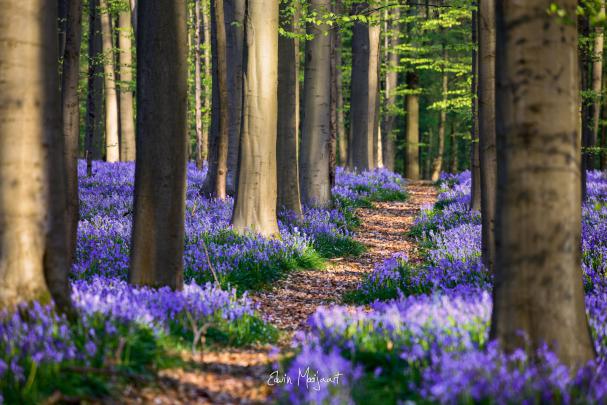 Spring Forest Desktop Wallpapers - Top Free Spring Forest Desktop 