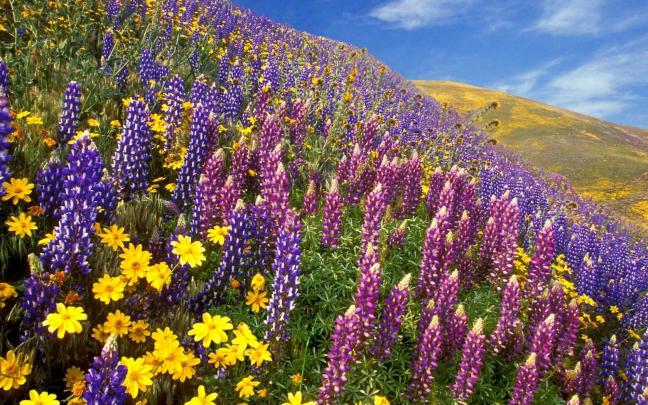 Free download Spring California Wallpaper 1920x1080 Spring California 