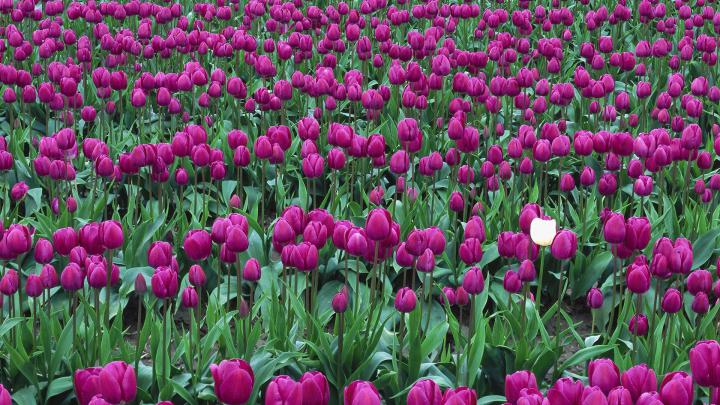 Free download Valley Spring Wallpaper 1920x1080 Valley Spring Tulips 
