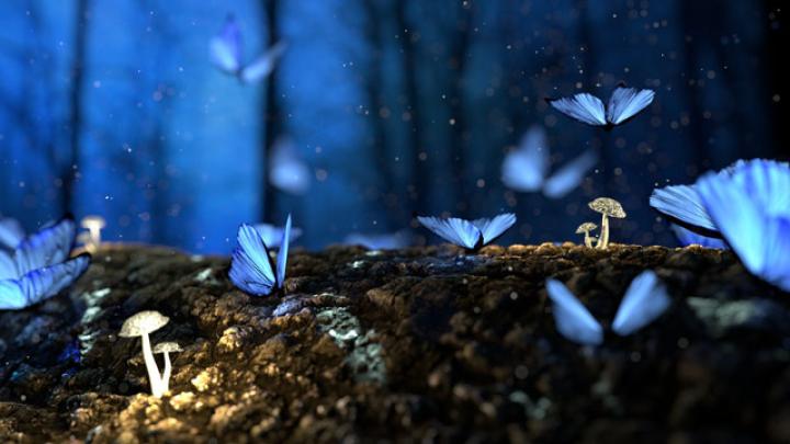 101 HD Laptop Wallpaper free Download, Nature Wallpapers for Laptop 