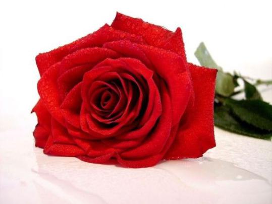 4K wallpaper: Hd Wallpapers For Pc 1920x1080 Free Download Flowers