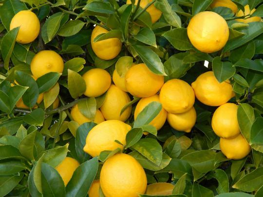 Lemon Desktop Wallpaper