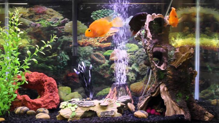 Aquarium Live Wallpaper for PC (55+ images)