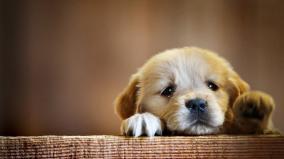 Dog Wallpaper Hd 1920x1080