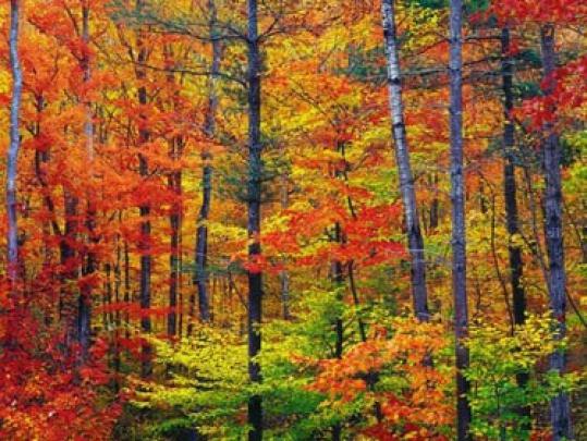 Free download Theme Bin Blog Archive Fall Colors HD Wallpaper 