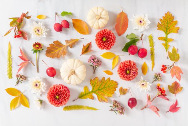 Fall Flowers Desktop Wallpapers - 4k, HD Fall Flowers Desktop 