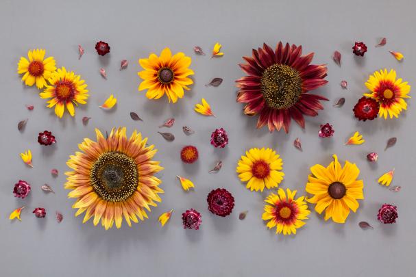 Fall Flowers Desktop Wallpapers - 4k, HD Fall Flowers Desktop 