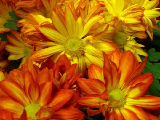 Fall Flowers Wallpapers - 4k, HD Fall Flowers Backgrounds on WallpaperBat