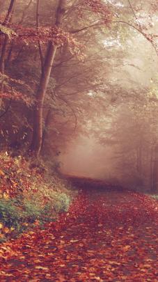 Fall Wallpaper Hd Iphone - wengerluggagesave