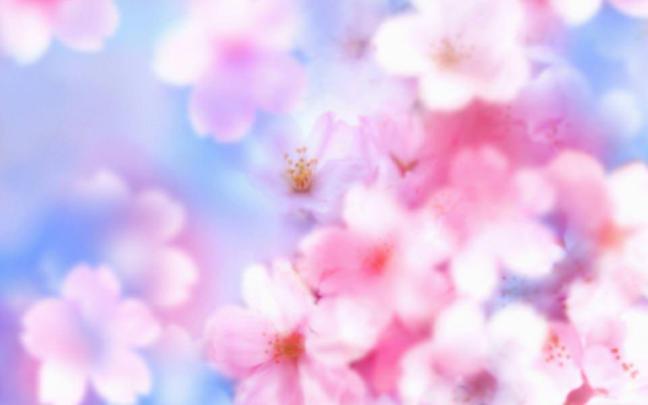 Download Cherry Blossoms Free Download 1920x1080 Phone 5K HD Wallpaper 