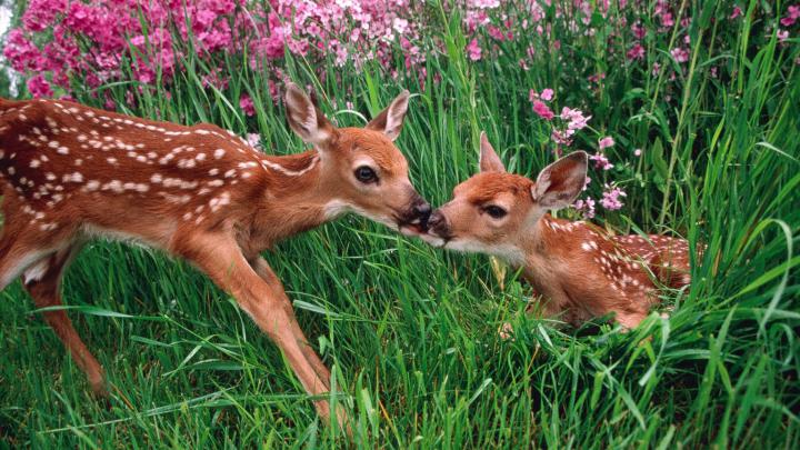 Free download Kissing Spring Wallpaper 1920x1080 Kissing Spring 