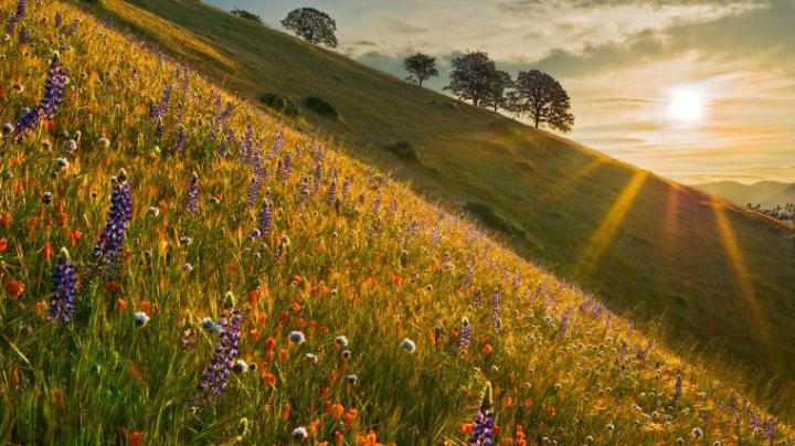 Free download Spring California Wallpaper 1920x1080 Spring California 