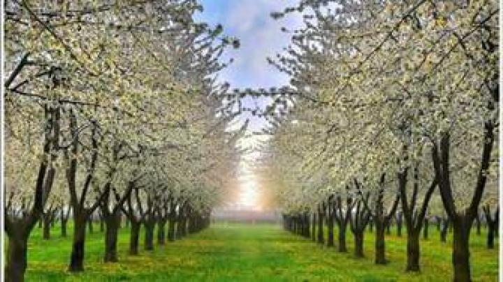 Free download Spring Switzerland Wallpaper 1920x1080 Spring Switzerland 