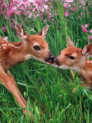 Free download Kissing Spring Wallpaper 1920x1080 Kissing Spring 