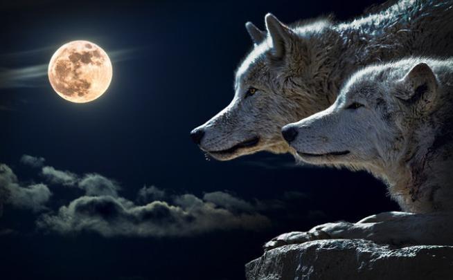 101 HD Laptop Wallpaper free Download, Nature Wallpapers for Laptop 