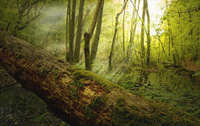 101 HD Laptop Wallpaper free Download, Nature Wallpapers for Laptop 