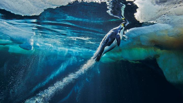 Free download national geographic wallpaper HD [1920x1080] for your 
