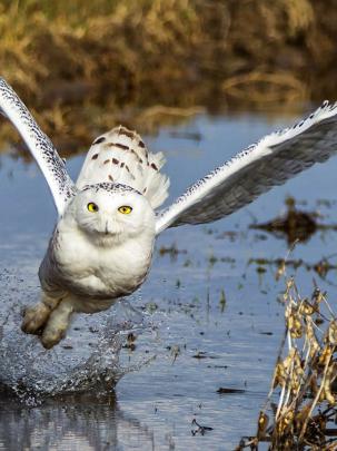 Free download national geographic wallpapers HD [1920x1080] for your 