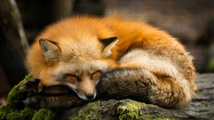 National Geographic Wallpapers HD (38+ background pictures)