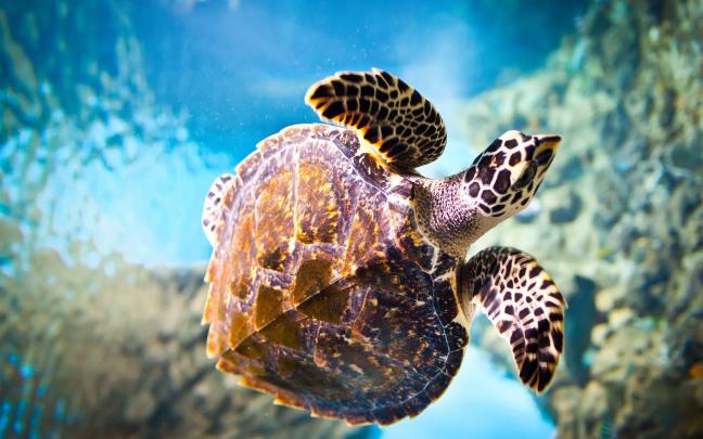 [47+] Turtle Wallpapers for Desktop 
