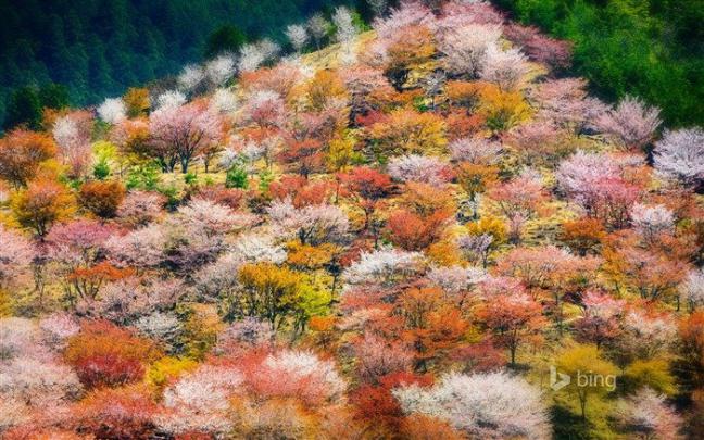 [44+] 1920X1080 Bing Wallpaper Autumn 