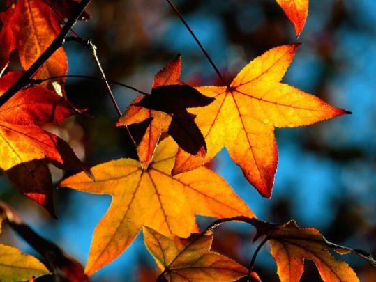 Free download autumn wallpaper national geographic [958x512] for your 