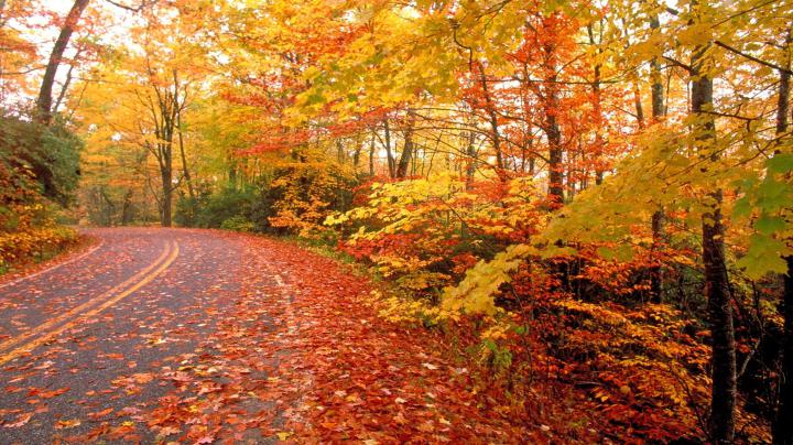 Nature Fall Wallpaper -