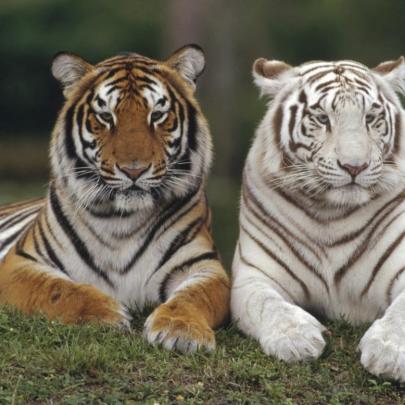 10 Top White Bengal Tigers Wallpaper FULL HD 1080p For PC Desktop 2020
