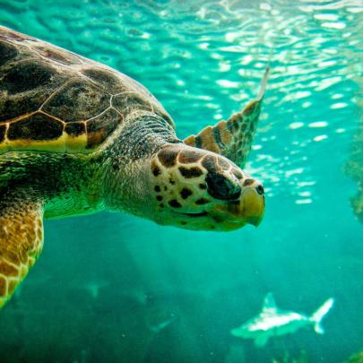 Wallpaper Turtles -