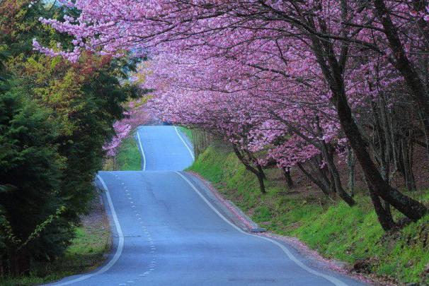Wallpaper Japan Cherry Blossoms -