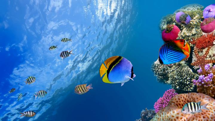 Free download Wallpaper Ocean Wallpaper [1920x1080] for your Desktop 