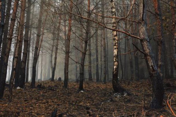 New post on requiem-on-water | Autumn forest, Ancient forest, Dead forest