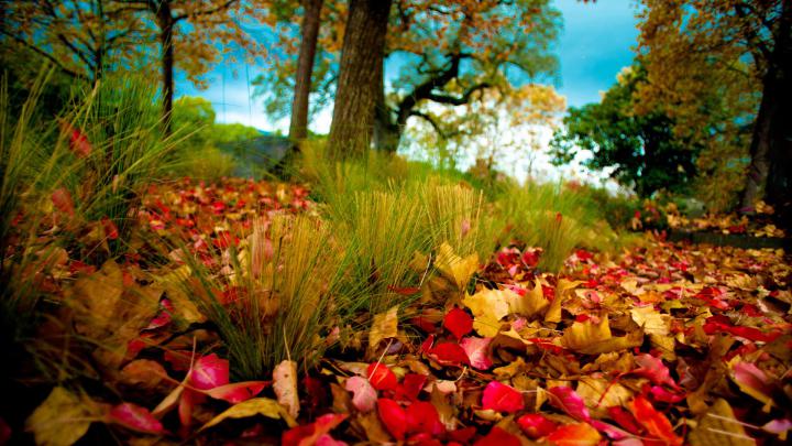 Autumn wallpaper HD \u00b7\u2460 Download free wallpapers for desktop, mobile 