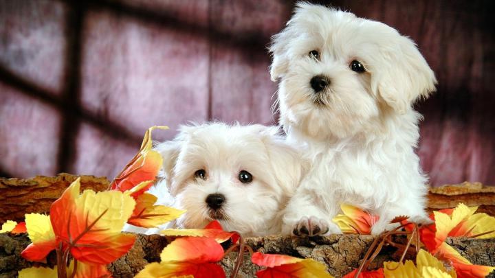 Cute Puppy Wallpapers for Desktop (58+ images)