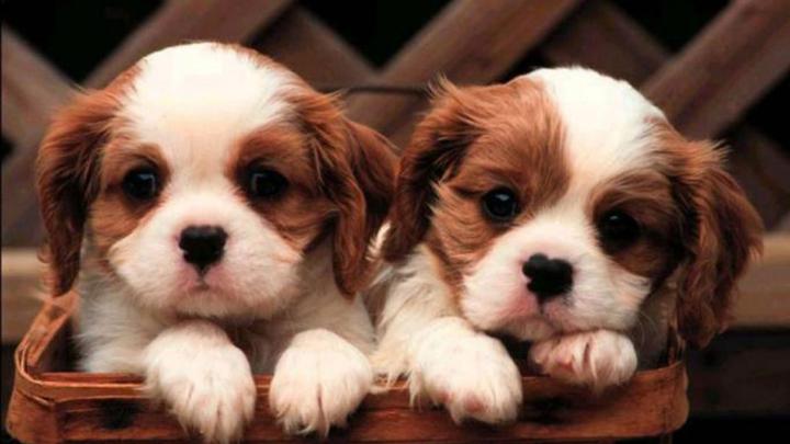 Cute Puppy wallpaper | 1920x1080 | #46019