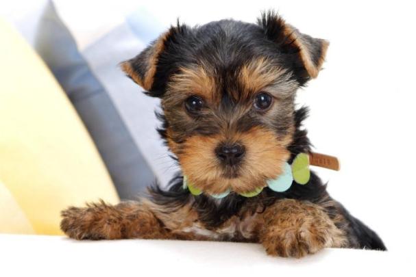 Puppy wallpaper \u00b7\u2460 Download free cool backgrounds for desktop, mobile 