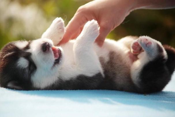 Puppy wallpaper \u00b7\u2460 Download free cool backgrounds for desktop, mobile 