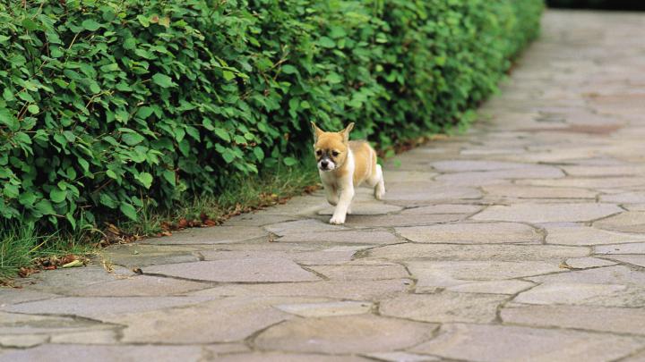 Puppy wallpapers 1920x1080 Full HD (1080p) desktop backgrounds