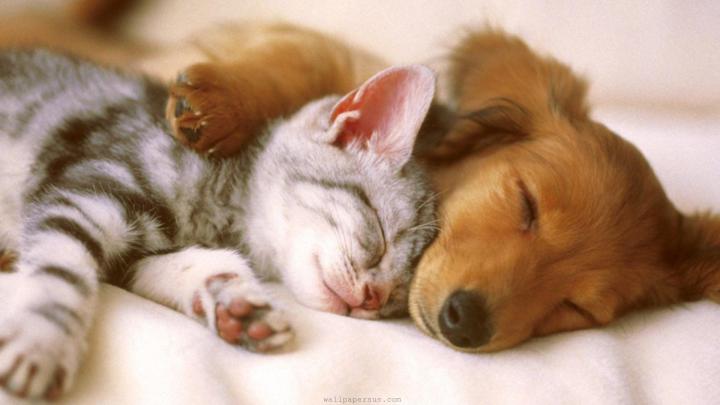 Sleeping kitten puppy wallpaper | 1920x1080 | #14243