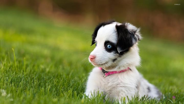 Cute Puppy Desktop Wallpaper (53+ pictures)
