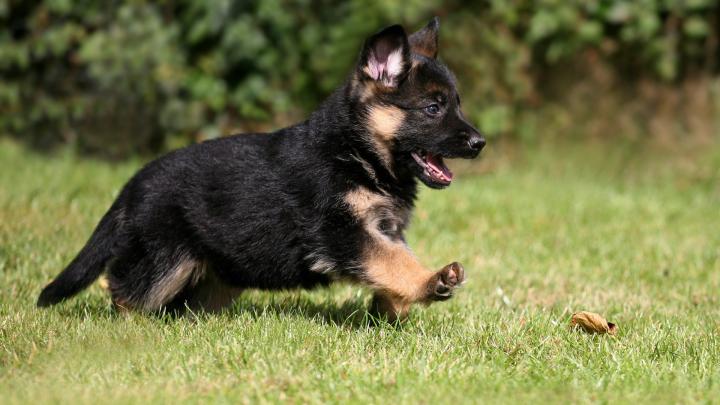 German shepherd puppy wallpaper | 1920x1080 | #13229