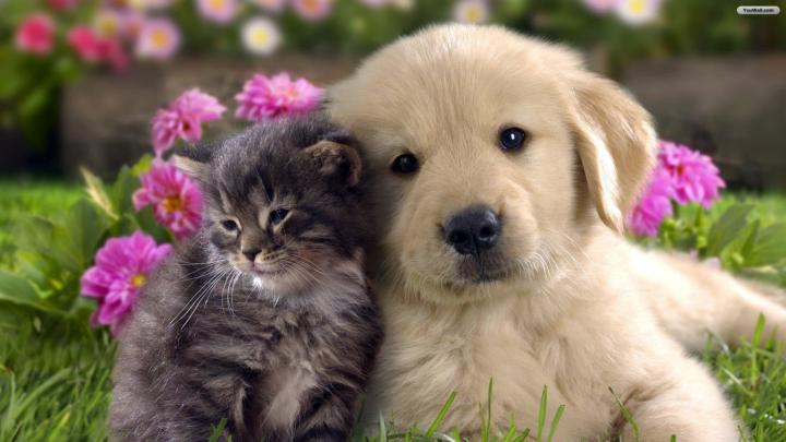 Free download as desktop wallpaper cat and dog wallpaper 1920x1080 294 