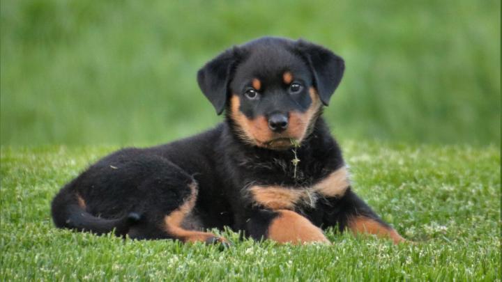 Puppy Dog Wallpapers - Top Free Puppy Dog Backgrounds - WallpaperAccess