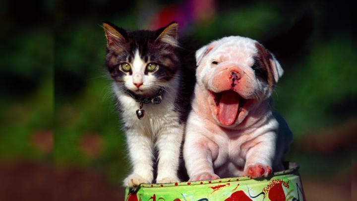 Puppy Christmas Wallpaper (60+ images)