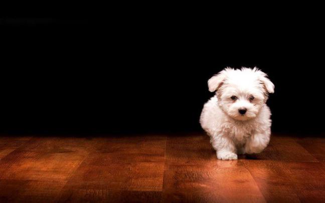 Free download as desktop wallpaper cat and dog wallpaper 1920x1080 294 