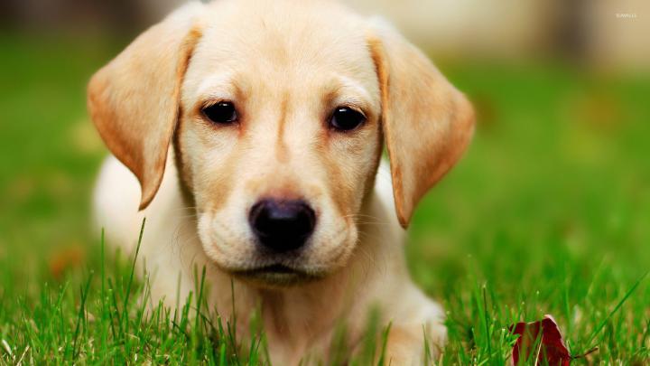 Labrador puppy [2] wallpaper - Animal wallpapers - #19821