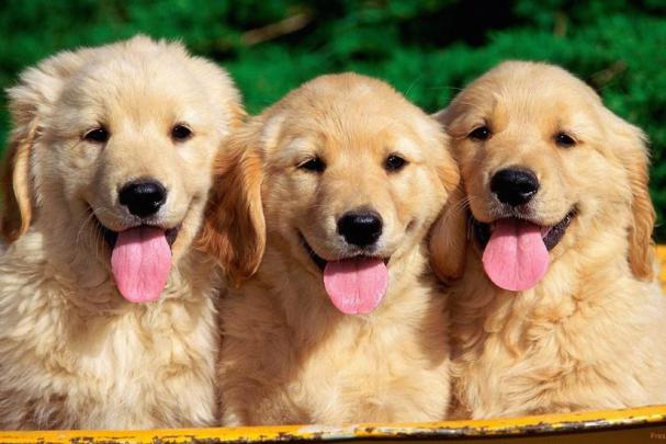 Puppy wallpaper \u00b7\u2460 Download free cool backgrounds for desktop, mobile 