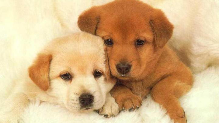 Puppy wallpaper | 1920x1080 | #46573